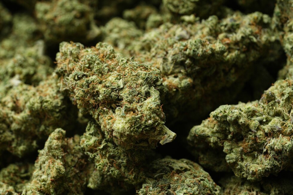 Reclassifying marijuana as a less dangerous drug might only be the first step for Trump – AP News