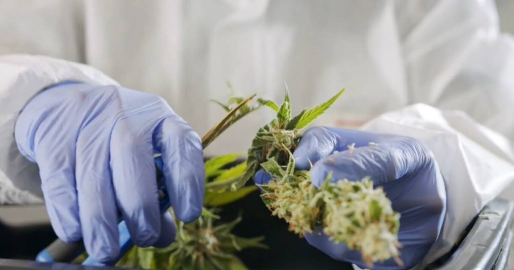 Montana marijuana advocate reacts to federal reclassification – KTVQ
