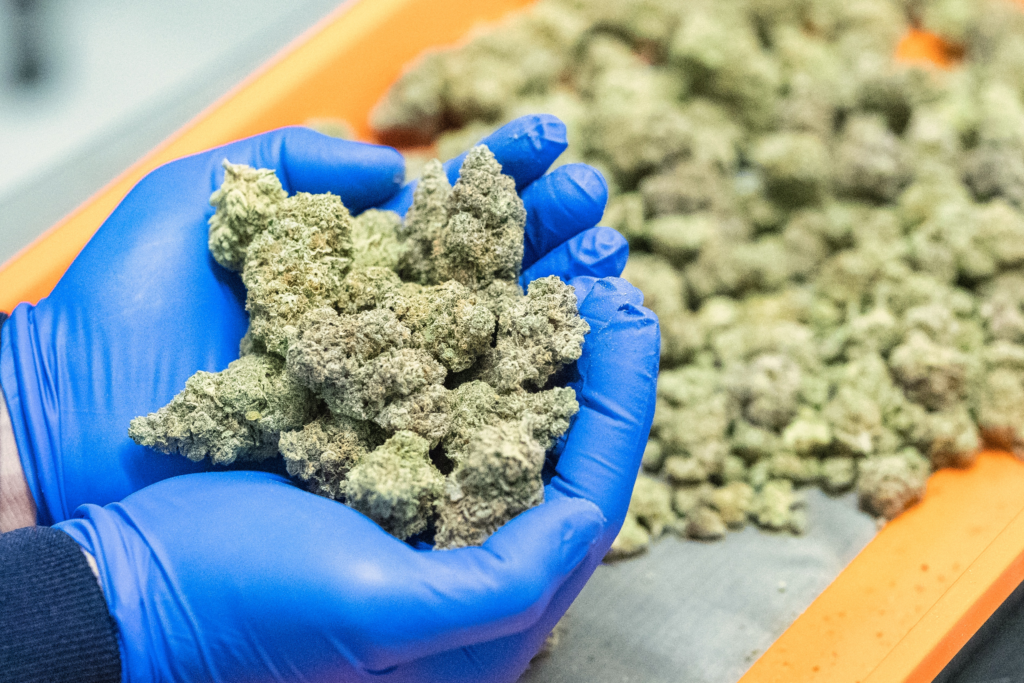 What to Know About Trump’s Reclassification of Medical Marijuana – Time Magazine