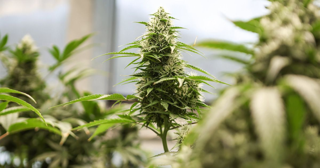 Trump Reclassifies Marijuana as Less Dangerous in Major Policy Shift – Healthline