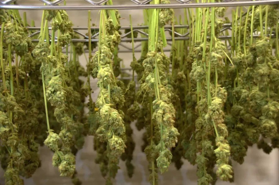 Colorado Marijuana Pesticide Recall Hits Six Stores – Westword