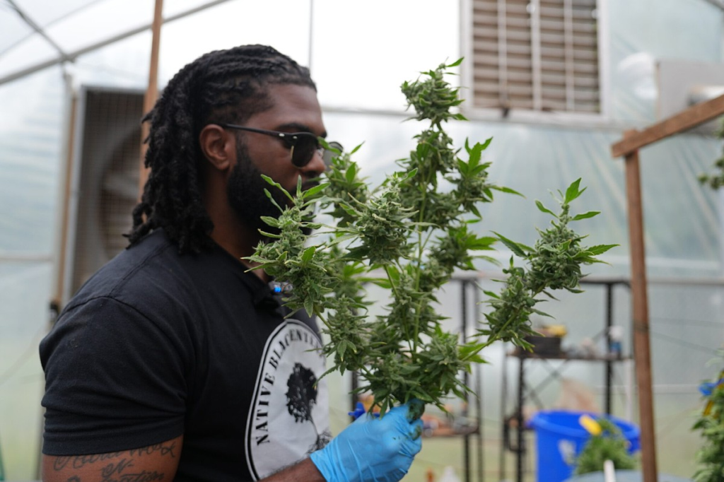 Medical cannabis expected in Alabama dispensaries in early May – Chattanooga Times Free Press