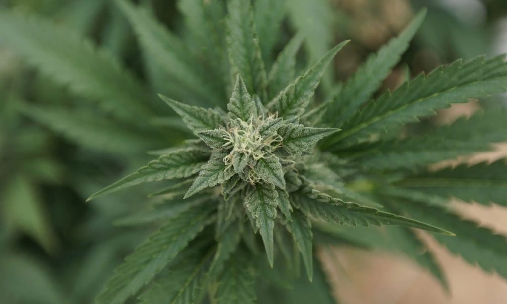 Trump talks benefits of medical cannabis after rescheduling announcement (Newsletter: April 24, 2026) – Marijuana Moment