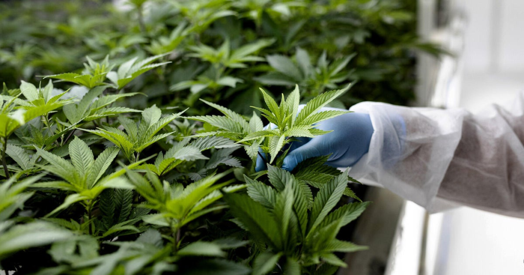Georgia patients hopeful about recent medical marijuana changes – CBS News