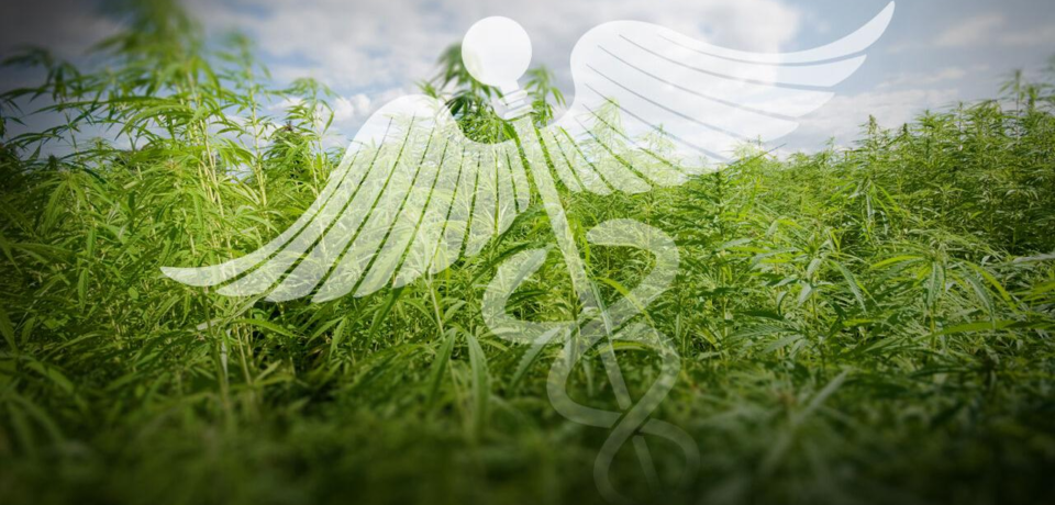 wp-header-logo-614.png