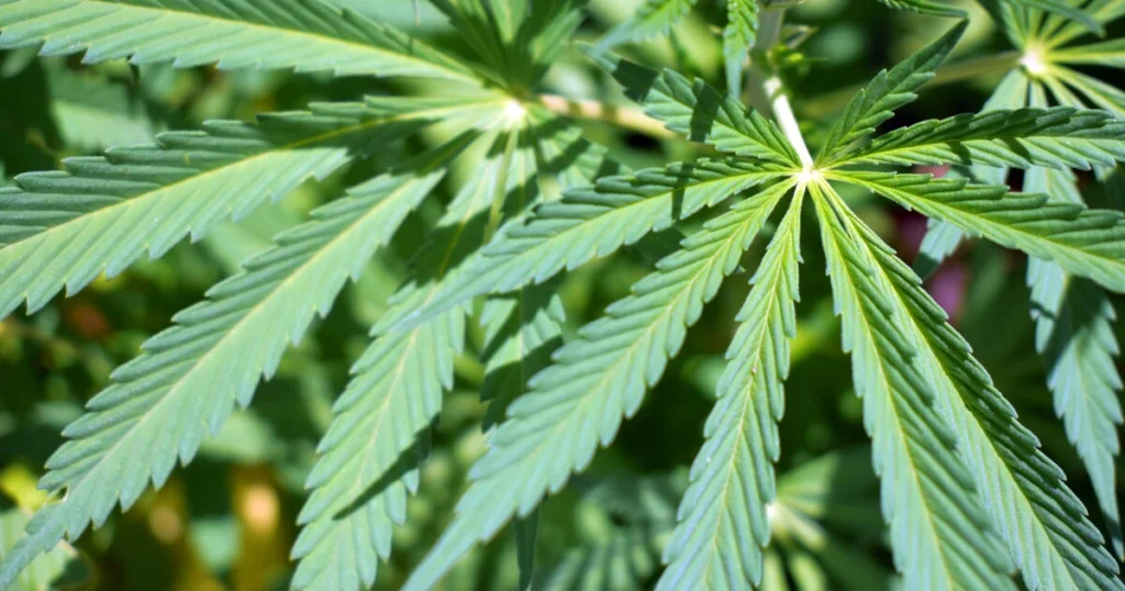 Judge puts Florida gun restriction case for medical marijuana patients on hold – WUSF