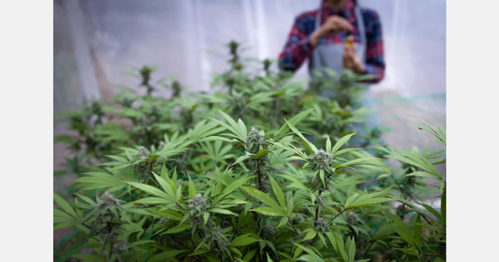 Alabama Medical Cannabis Commission reopens testing lab license applications – MMJDaily