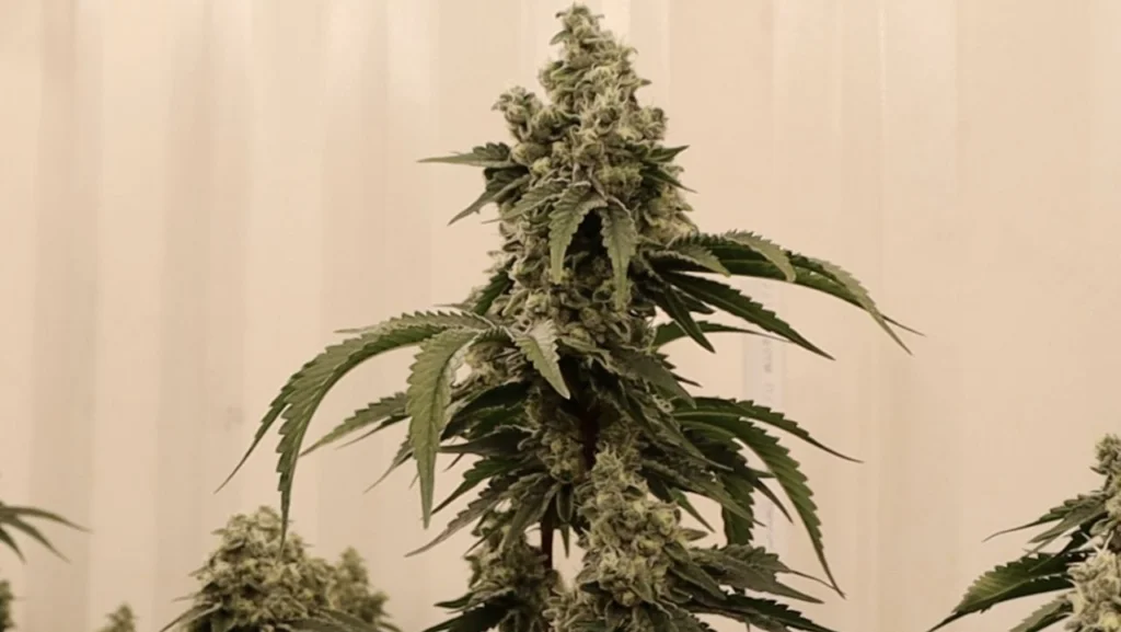 'It le­git­imizes us federally': Texas marijuana leaders react to medical marijuana re­clas­si­fi­cation – NY State of Politics