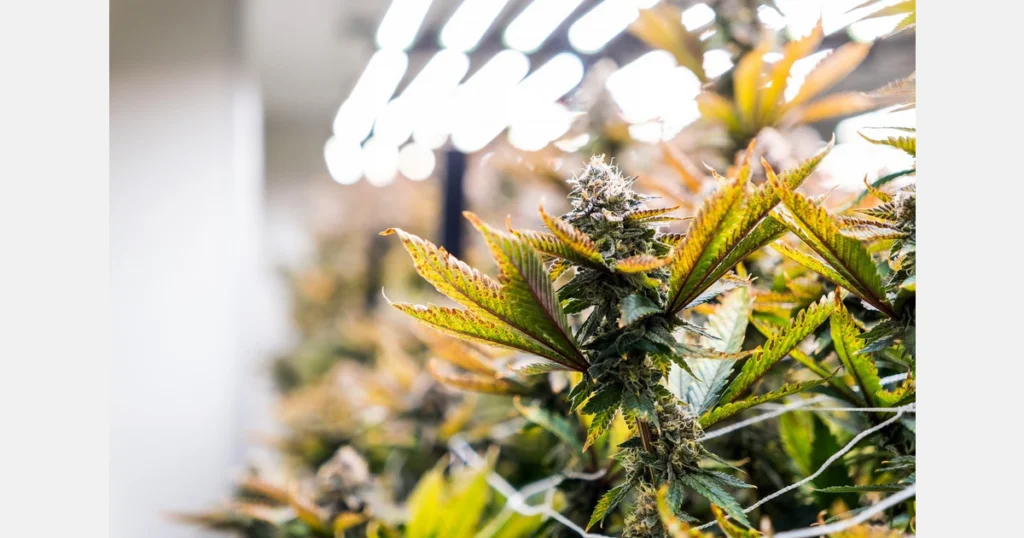 US: Massachusetts marks five years of adult-use cannabis delivery – MMJDaily