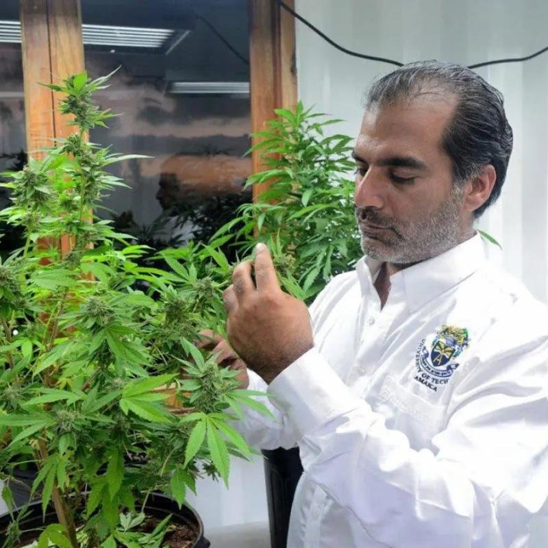 Kaya moves into cannabis delivery market – Jamaica Gleaner