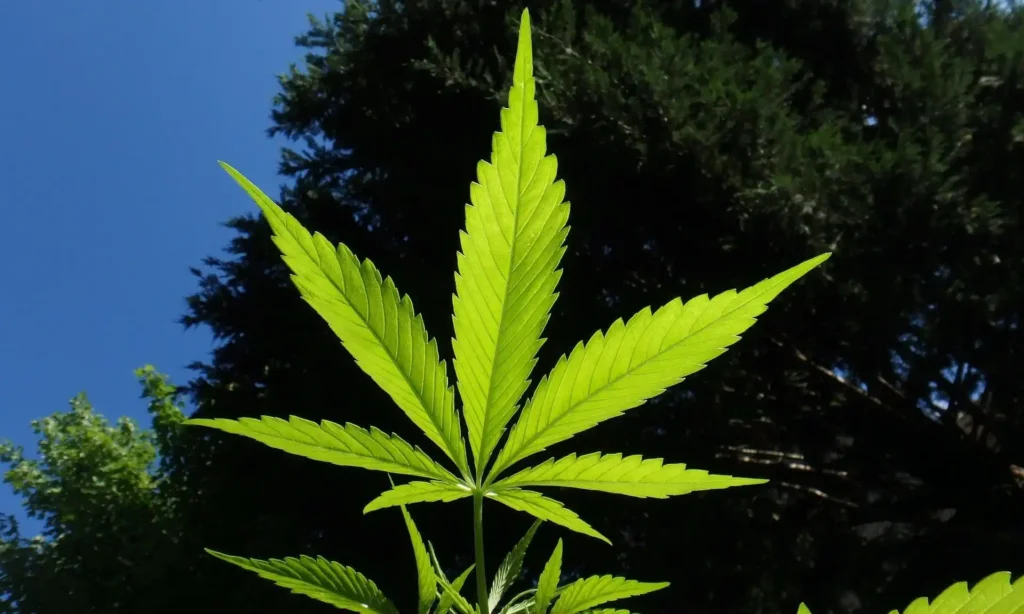 New Vermont Law Doubling Legal Marijuana Possession Limit Will Help Combat The Illicit Market, Top Regulator Says – Marijuana Moment